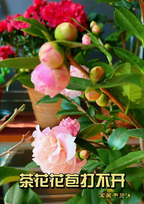 茶花不开花的原因是什么？如何促进其开花？