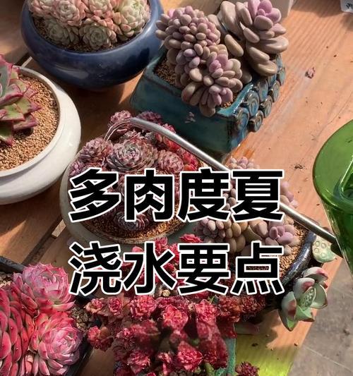 多肉开始化水怎么办？如何有效防止和处理？