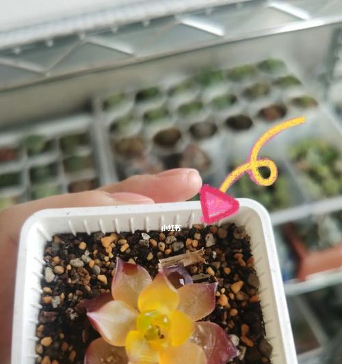 多肉开始化水怎么办？如何有效防止和处理？