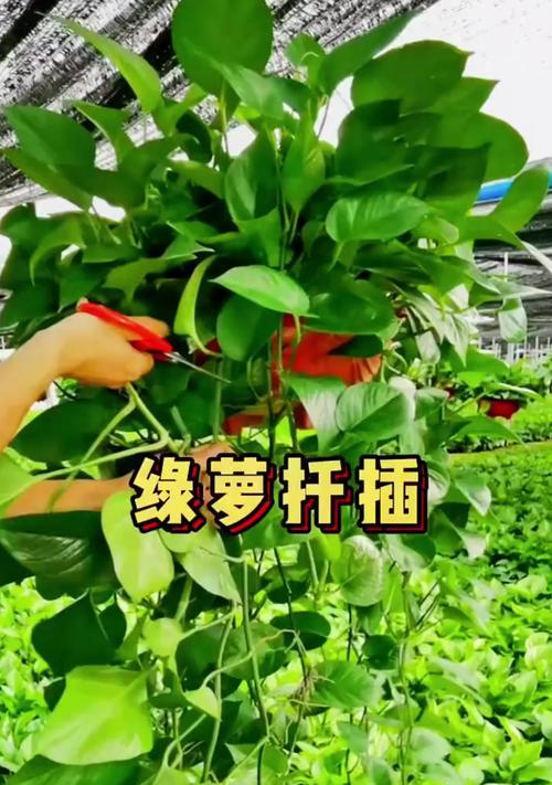 绿萝的插枝方法是什么？怎样才能提高成活率？