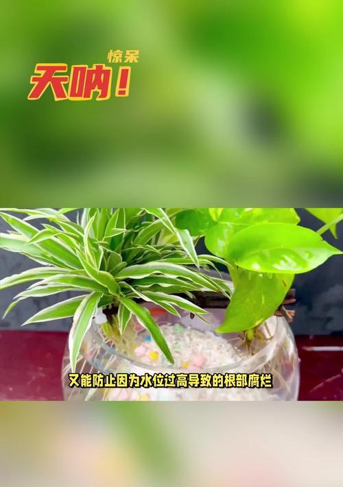 绿萝的插枝方法是什么？怎样才能提高成活率？
