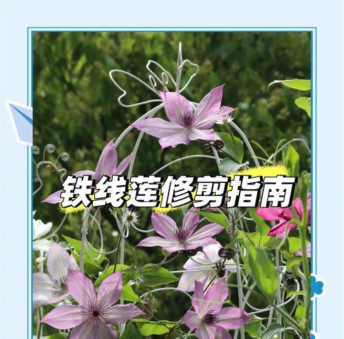 铁线莲繁殖的步骤和技巧是什么？