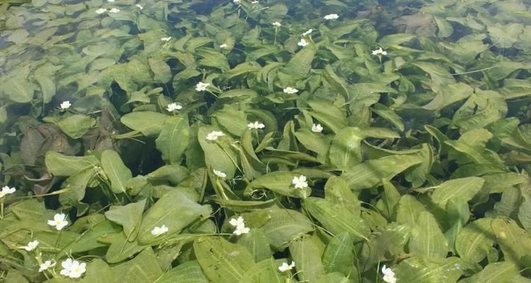 塘深3米适合种植哪些水生植物？如何进行养护管理？