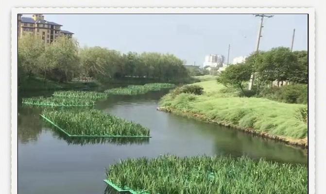 塘深3米适合种植哪些水生植物？如何进行养护管理？