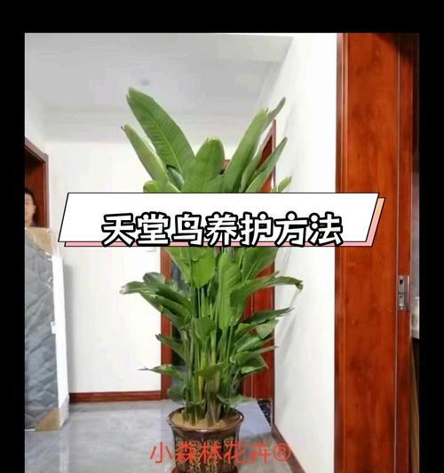 天堂鸟盆栽养护技巧有哪些？