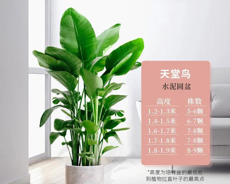 天堂鸟盆栽养护技巧有哪些？