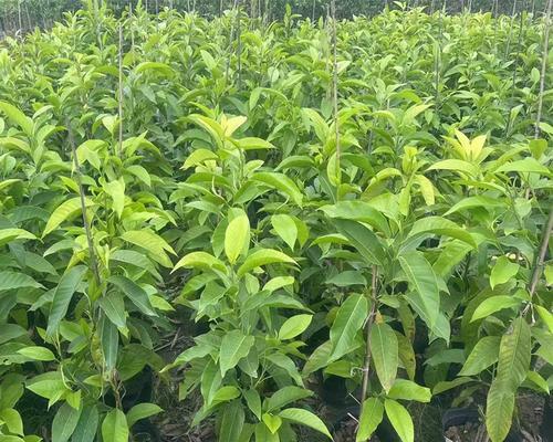 白兰树的养护技巧有哪些？如何使其多开花？