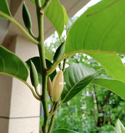 白兰树的养护技巧有哪些？如何使其多开花？
