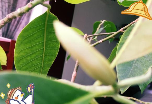 白兰树的养护技巧有哪些？如何使其多开花？