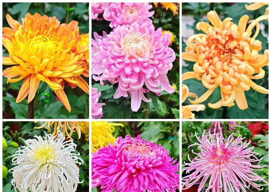 菊花冬季的养护方法是什么？如何确保菊花安全过冬？