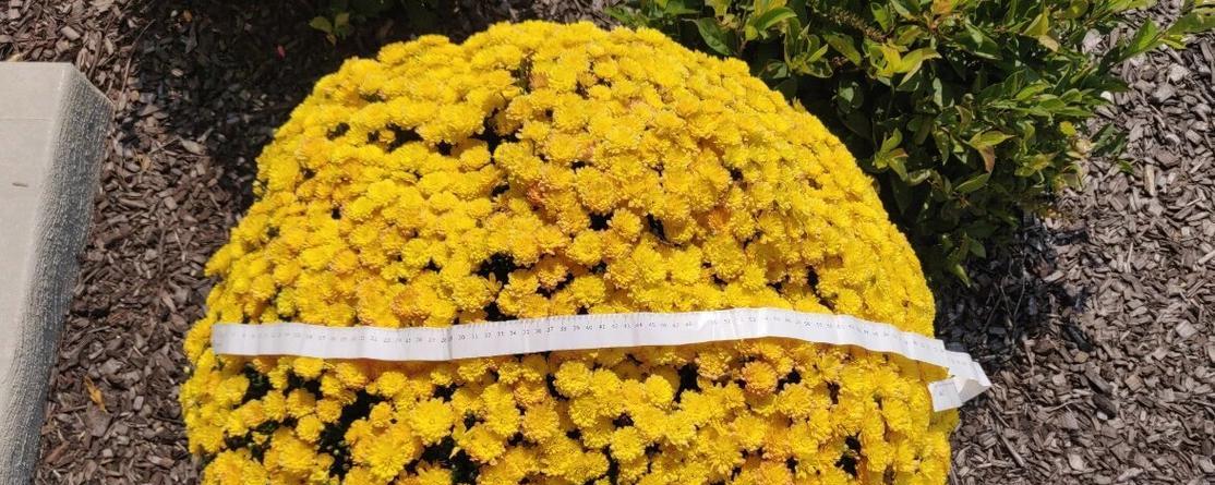 菊花冬季的养护方法是什么？如何确保菊花安全过冬？