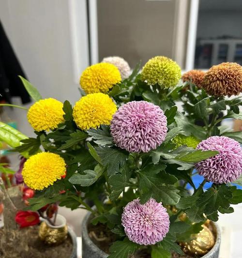 菊花冬季的养护方法是什么？如何确保菊花安全过冬？