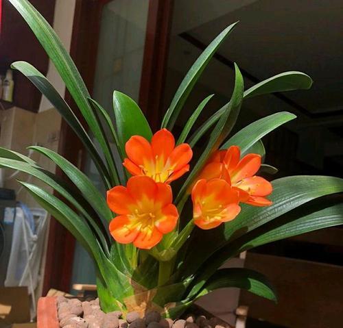君子兰的花色有哪些变化？