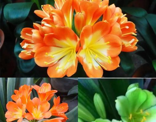 君子兰的花色有哪些变化？