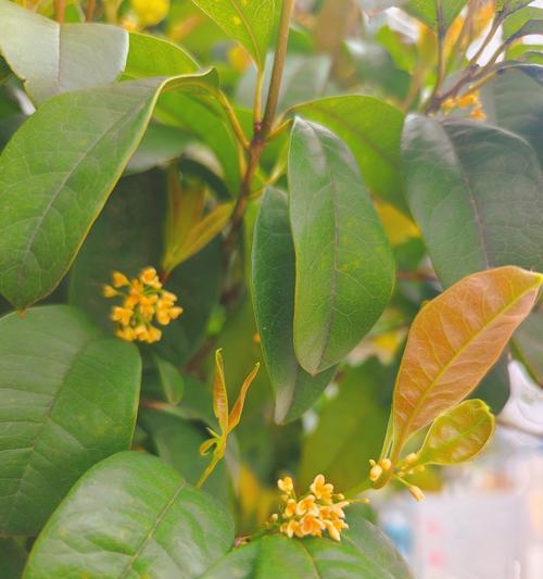 月桂花的开花时间是什么时候？
