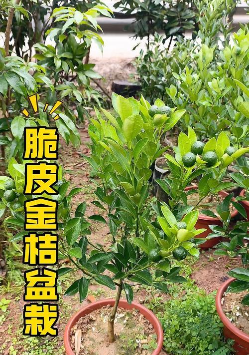 金桔树的养殖要点是什么？金桔树如何修剪？