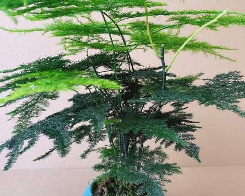 文竹的形态特征是什么？如何辨认文竹？