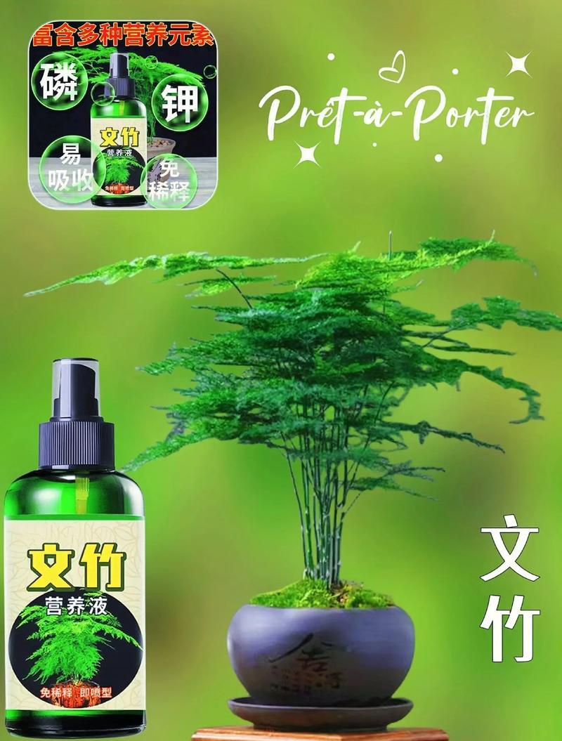 文竹的形态特征是什么？如何辨认文竹？