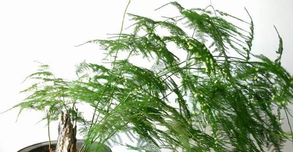 文竹的形态特征是什么？如何辨认文竹？