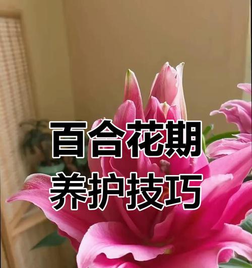 冬季如何正确养护百合？