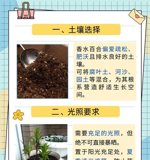冬季如何正确养护百合？
