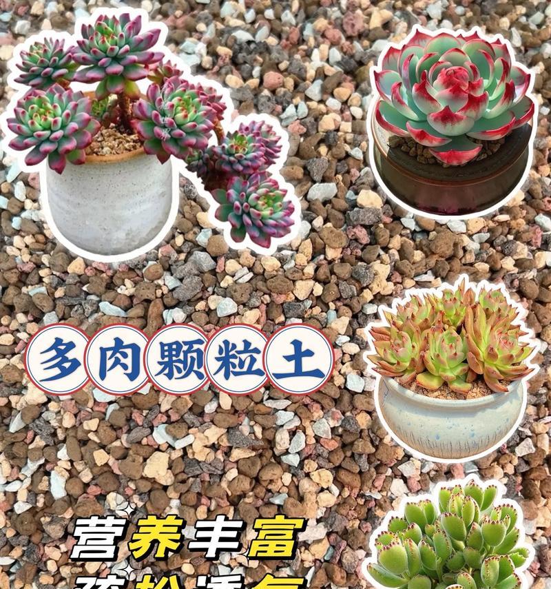 肉肉植物适合用什么土壤？如何选择合适的土壤？