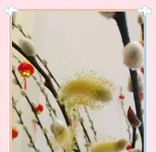 银芽柳的养殖技巧有哪些？