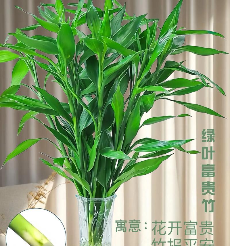 富贵竹水培的步骤和注意事项？