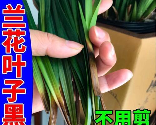 兰花需要施什么肥料？如何正确施肥以促进兰花生长？
