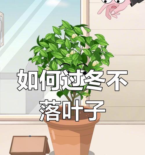 山茶花落叶的原因及处理方法是什么？