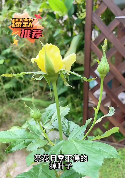 山茶花落叶的原因及处理方法是什么？