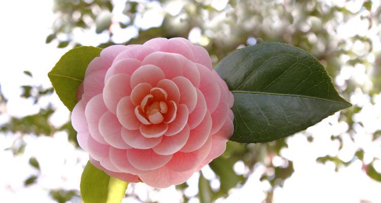 山茶花落叶的原因及处理方法是什么？
