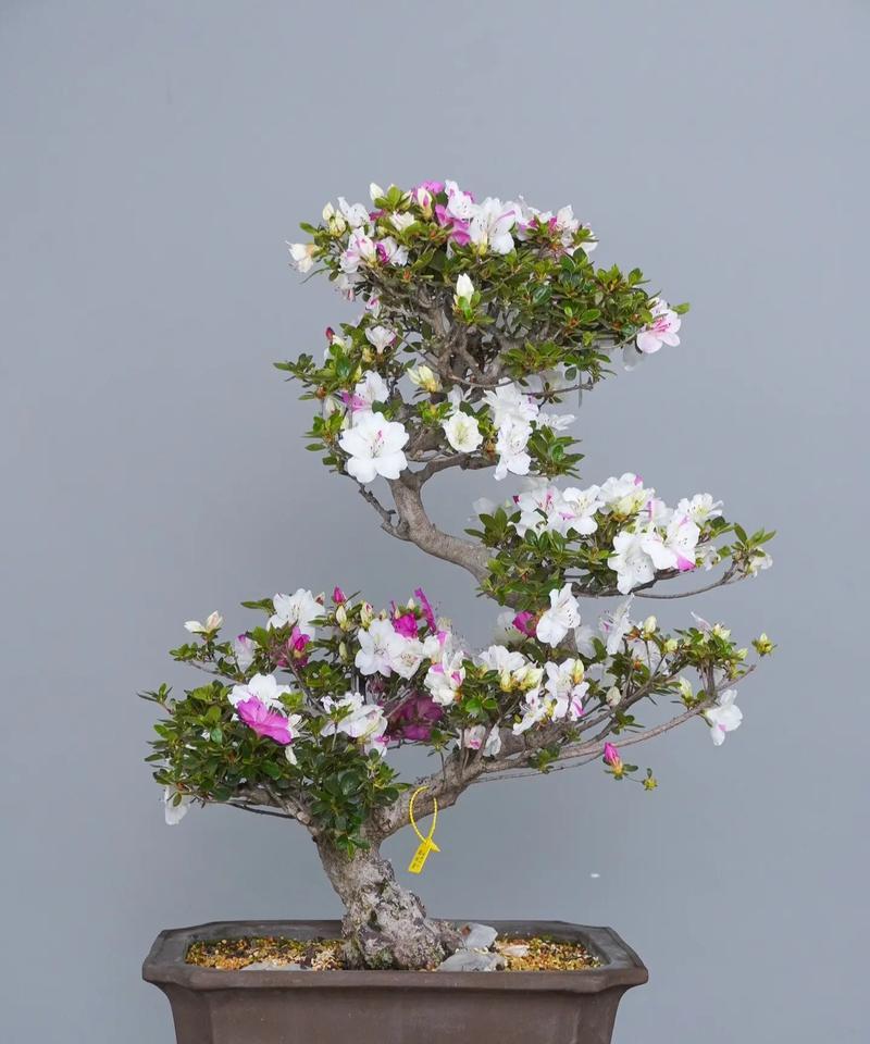 杜鹃花盆栽的养护方法是什么？如何保持杜鹃花的健康？