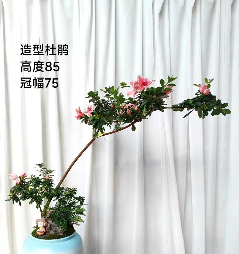 杜鹃花盆栽的养护方法是什么？如何保持杜鹃花的健康？
