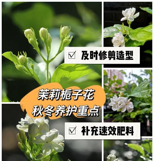 茉莉花移植的最佳时机是什么时候？移植过程中应注意什么？
