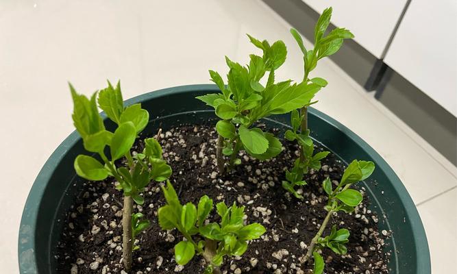 茉莉花移植的最佳时机是什么时候？移植过程中应注意什么？