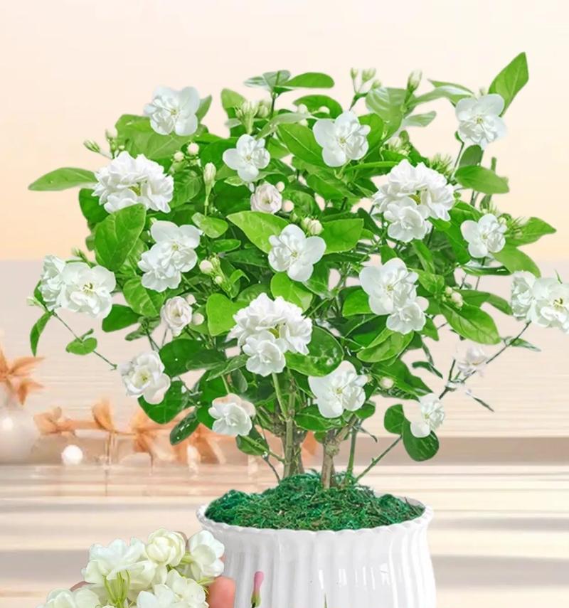 茉莉花移植的最佳时机是什么时候？移植过程中应注意什么？