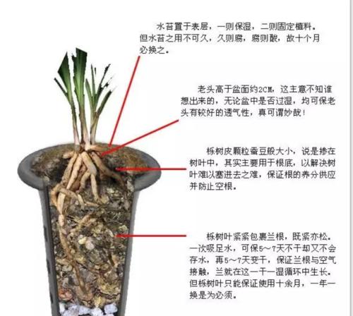 高加索苔草是兰花的一种吗？它的特点是什么？