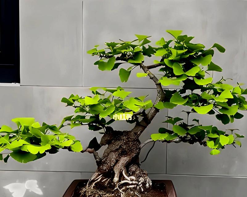 银杏树盆景的养护环境要求是什么？