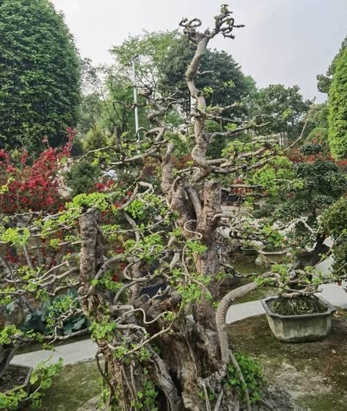 银杏树盆景的养护环境要求是什么？