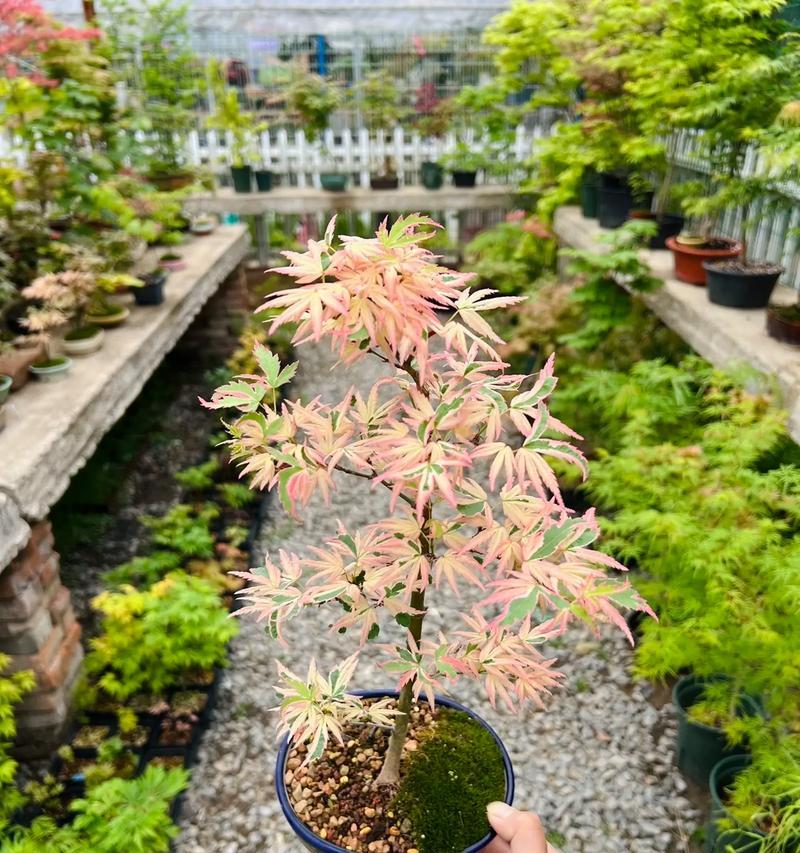 枫叶盆景的养殖方法是什么？如何保持颜色鲜艳？
