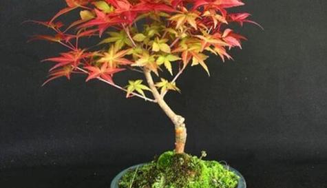 枫叶盆景的养殖方法是什么？如何保持颜色鲜艳？