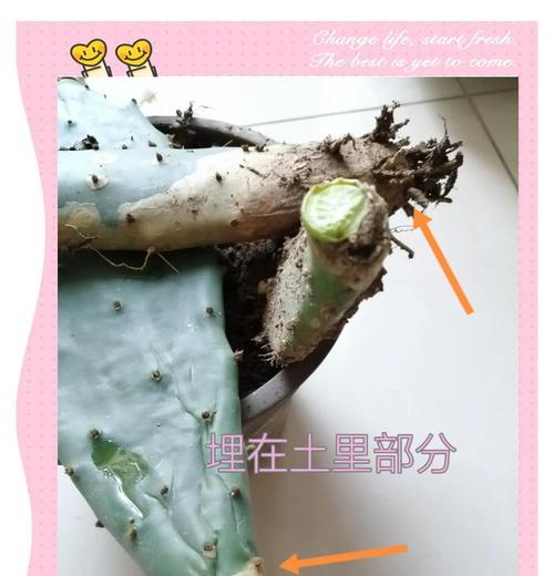 蟹爪兰最佳嫁接时间是什么时候？如何提高嫁接成功率？