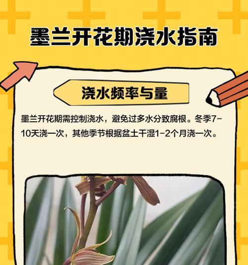 墨兰栽培用什么土壤最好？选择合适土壤的技巧是什么？