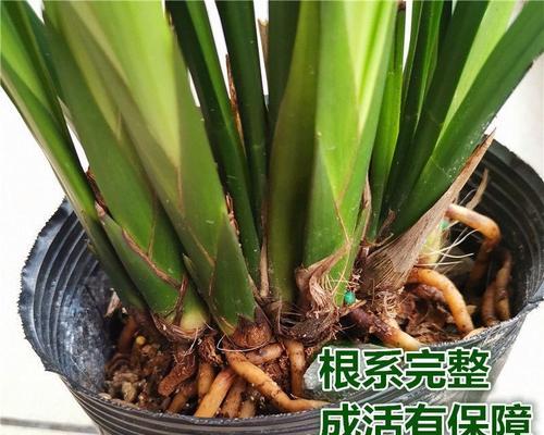 墨兰栽培用什么土壤最好？选择合适土壤的技巧是什么？