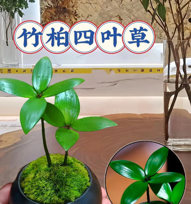 竹柏的养殖方法是什么？如何保持其健康生长？