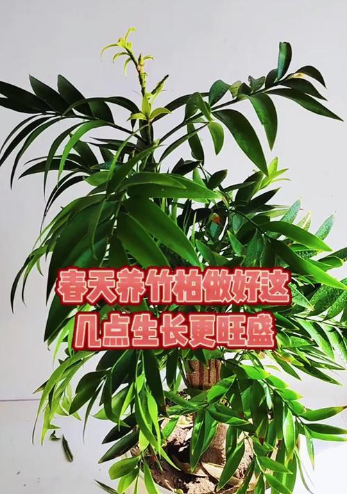 竹柏的养殖方法是什么？如何保持其健康生长？