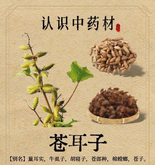 苍耳的生长习性是什么？如何正确种植和养护苍耳？