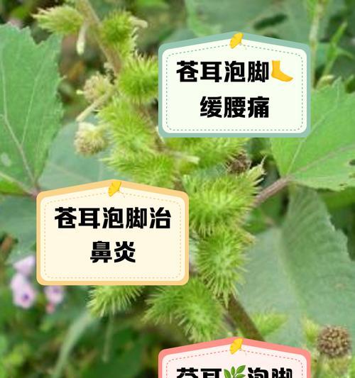 苍耳的生长习性是什么？如何正确种植和养护苍耳？