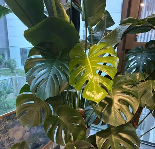 秋季适合养哪些植物？如何进行养护？
